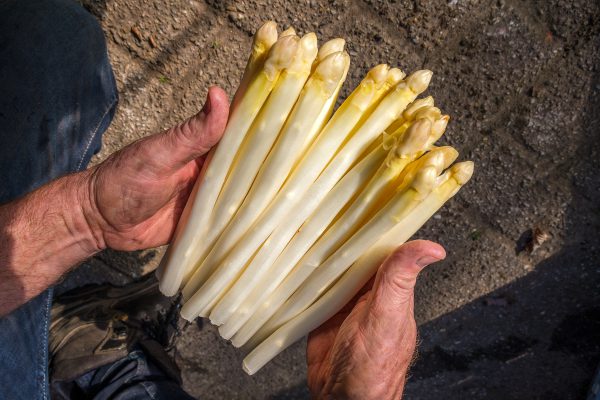 A geschilde asperges (700 g)